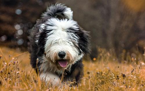 Old English Sheepdog dog
