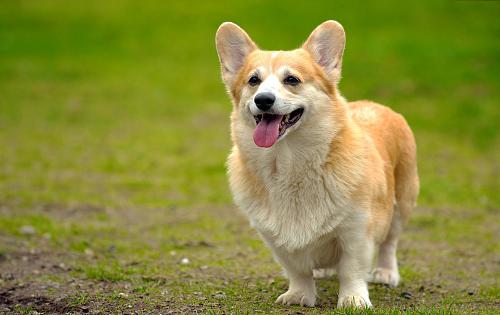 Smiling Pembroke Welsh Corgi standing on grass