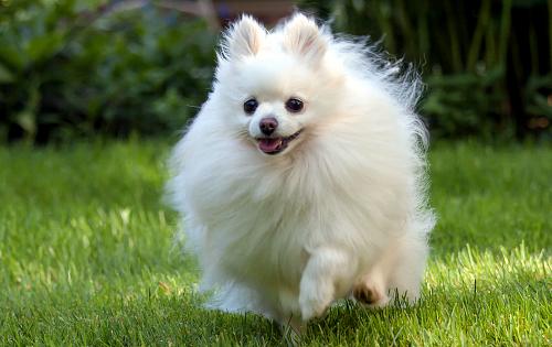 Pomeranian