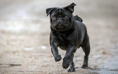 Pug dog