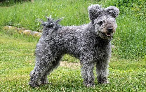 Pumi dog