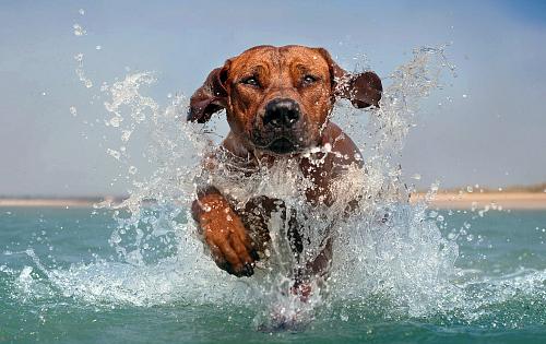 Rhodesian Ridgeback dog