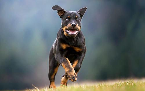 Rottweiler dog