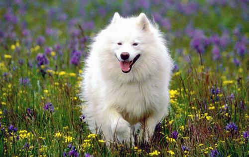 Samoyed