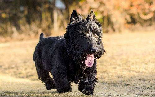 Black Scottish Terrier standing outdoors