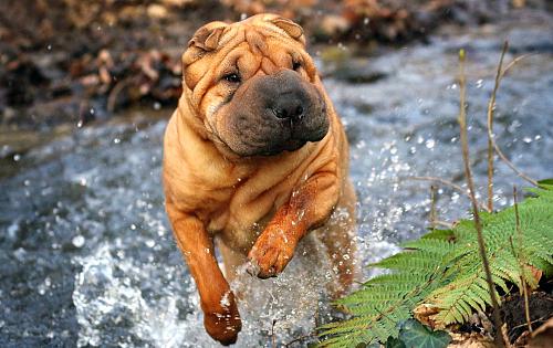 Shar Pei dog