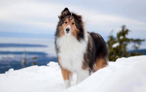 Shetland Sheepdog dog