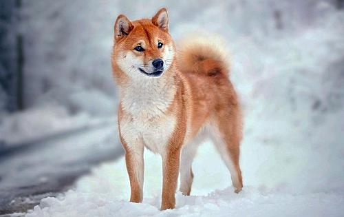 Shiba Inu