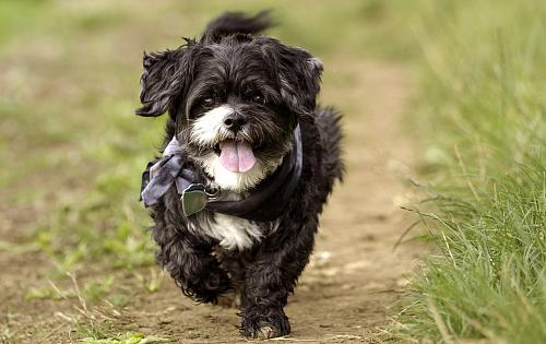 Shih Tzu dog
