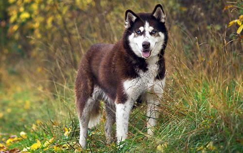 Siberian Husky dog