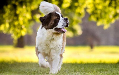 St. Bernard dog