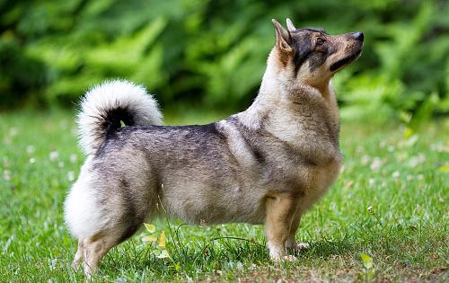 Vallhund dog