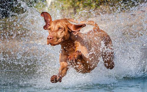 Vizsla dog