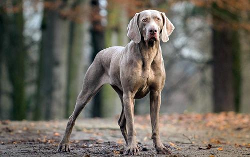 Weimaraner dog