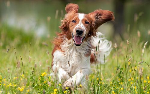 Welsh Springer Spaniel dog