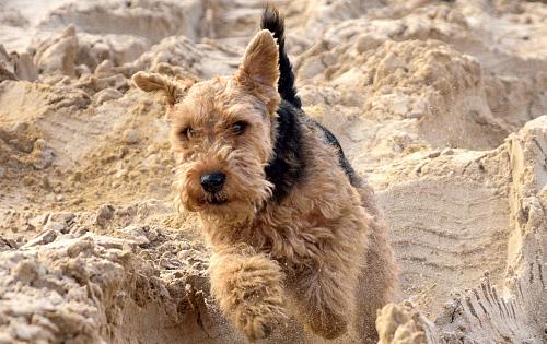 Welsh Terrier dog
