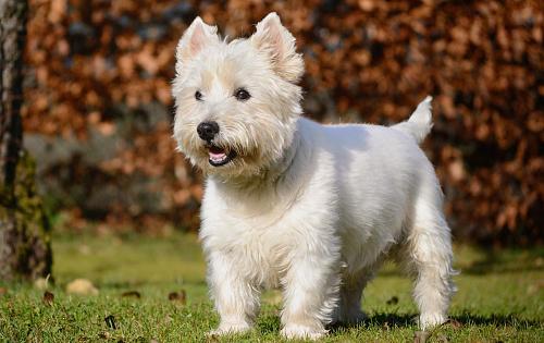 West Highland White Terrier dog