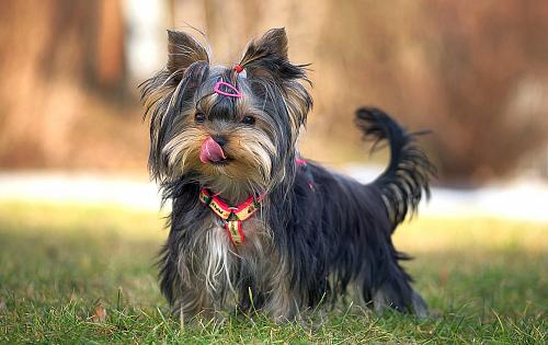 Yorkshire Terrier dog